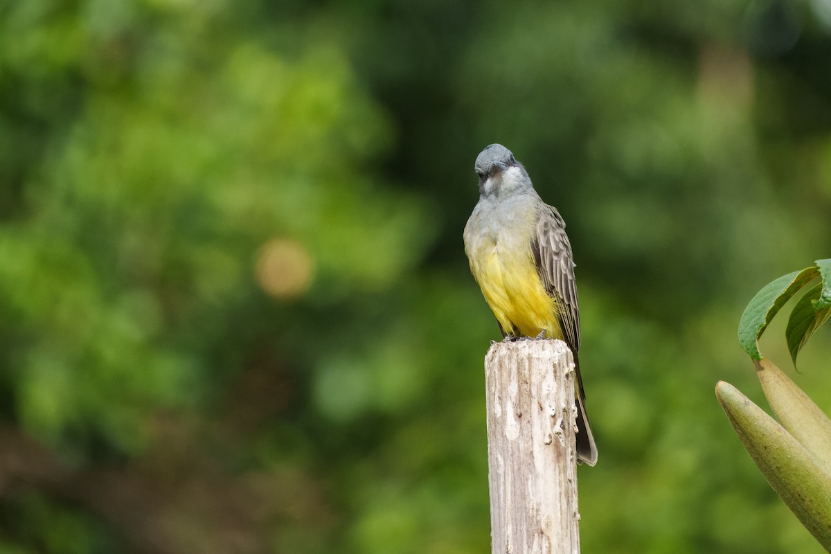 Cassin's Kingbird - ML642897818