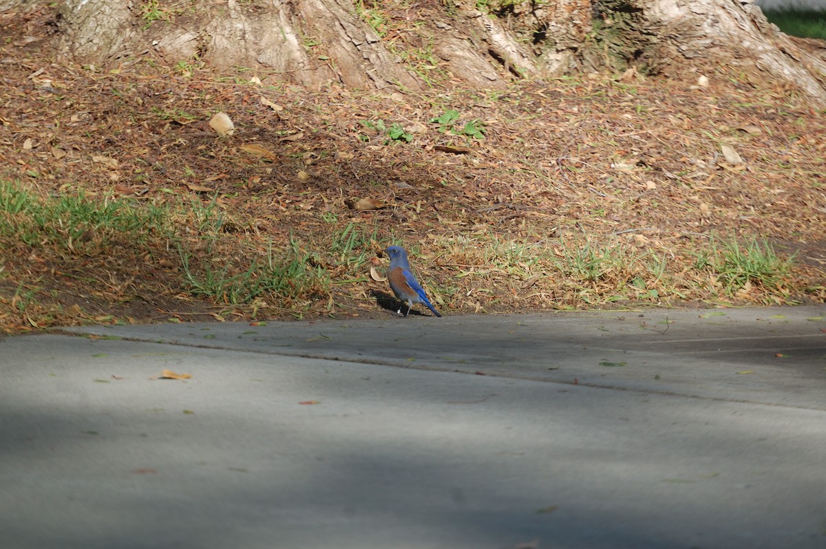 Western Bluebird - ML642897828