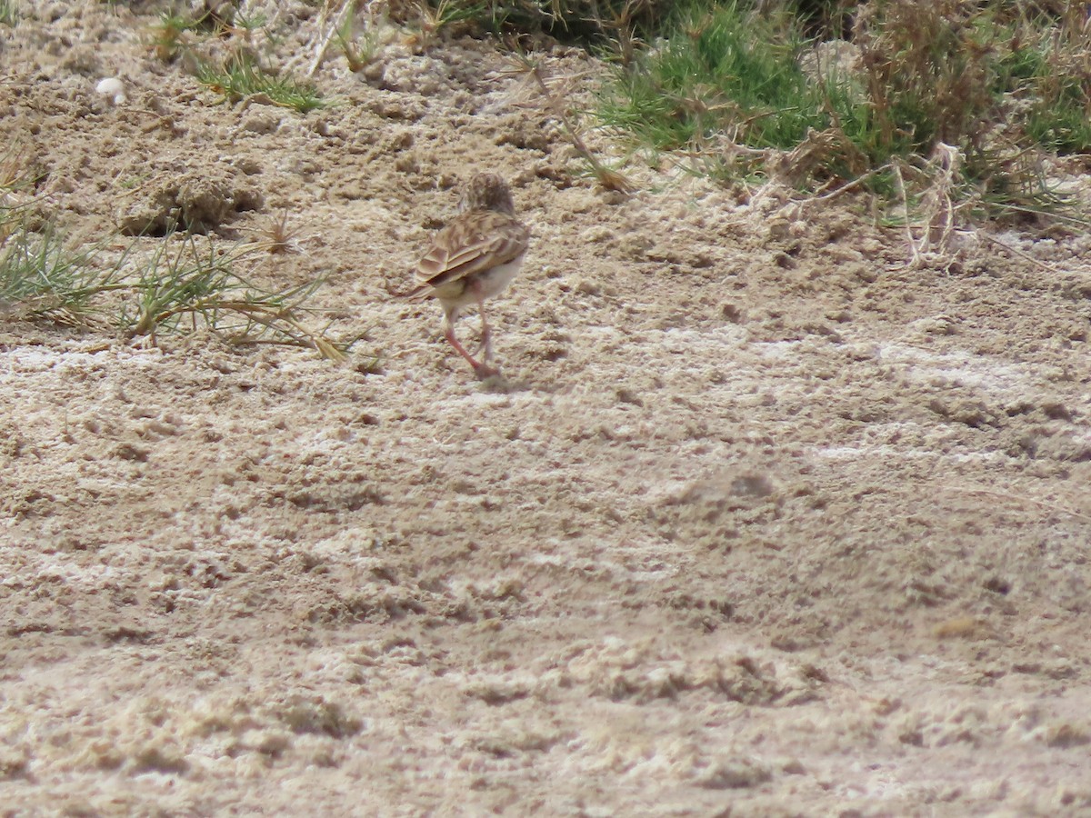 Madagascar Lark - ML642897830