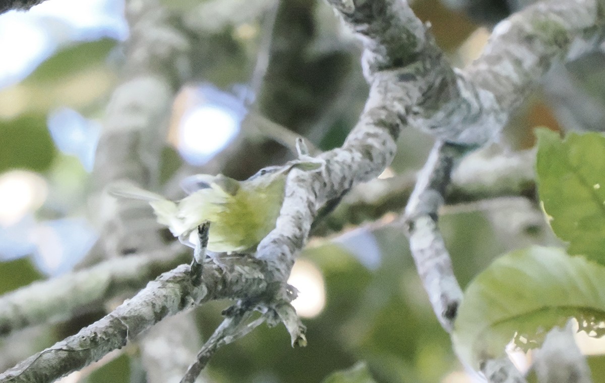 Island Leaf Warbler (Halmahera) - ML642897831