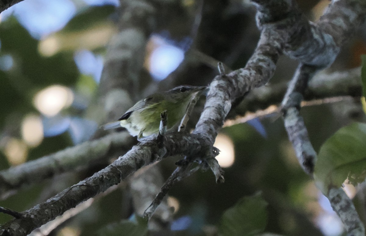Island Leaf Warbler (Halmahera) - ML642897832
