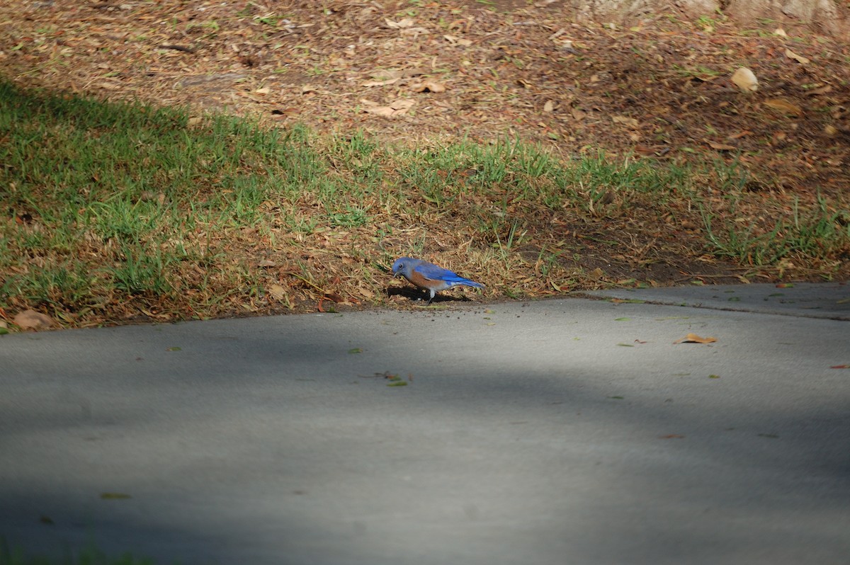 Western Bluebird - ML642897833