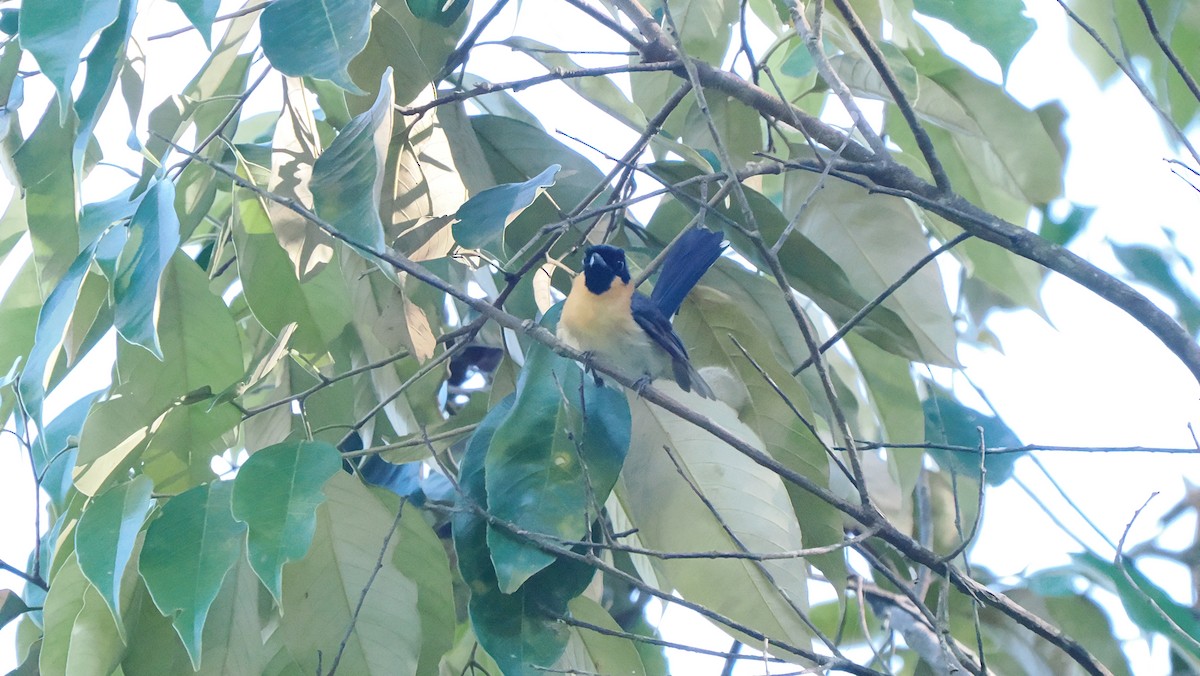 Moluccan Spectacled Monarch (Halmahera) - ML642897837