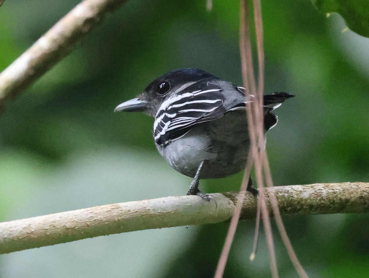 White-winged Becard - ML642897841