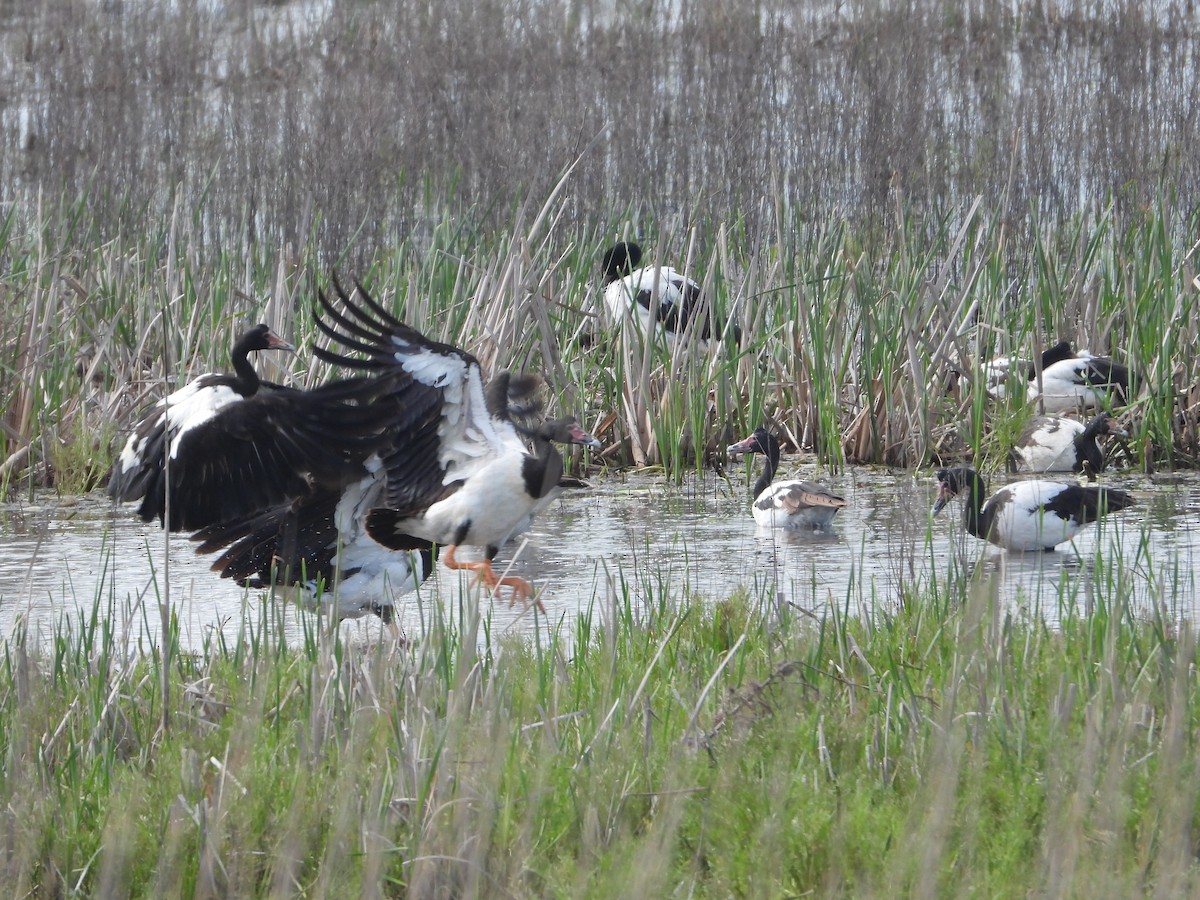 Magpie Goose - ML642897846