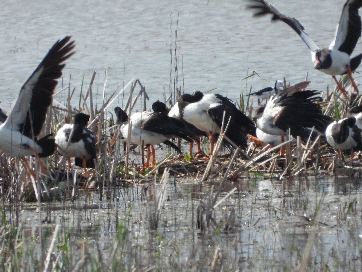 Magpie Goose - ML642897847