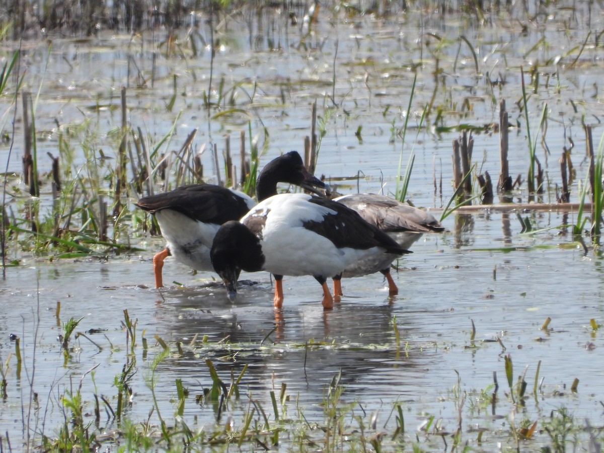 Magpie Goose - ML642897849