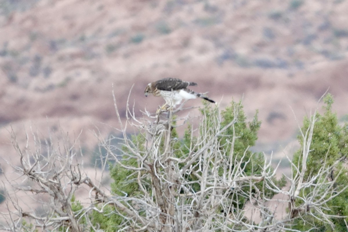 Cooper's Hawk - ML642897852