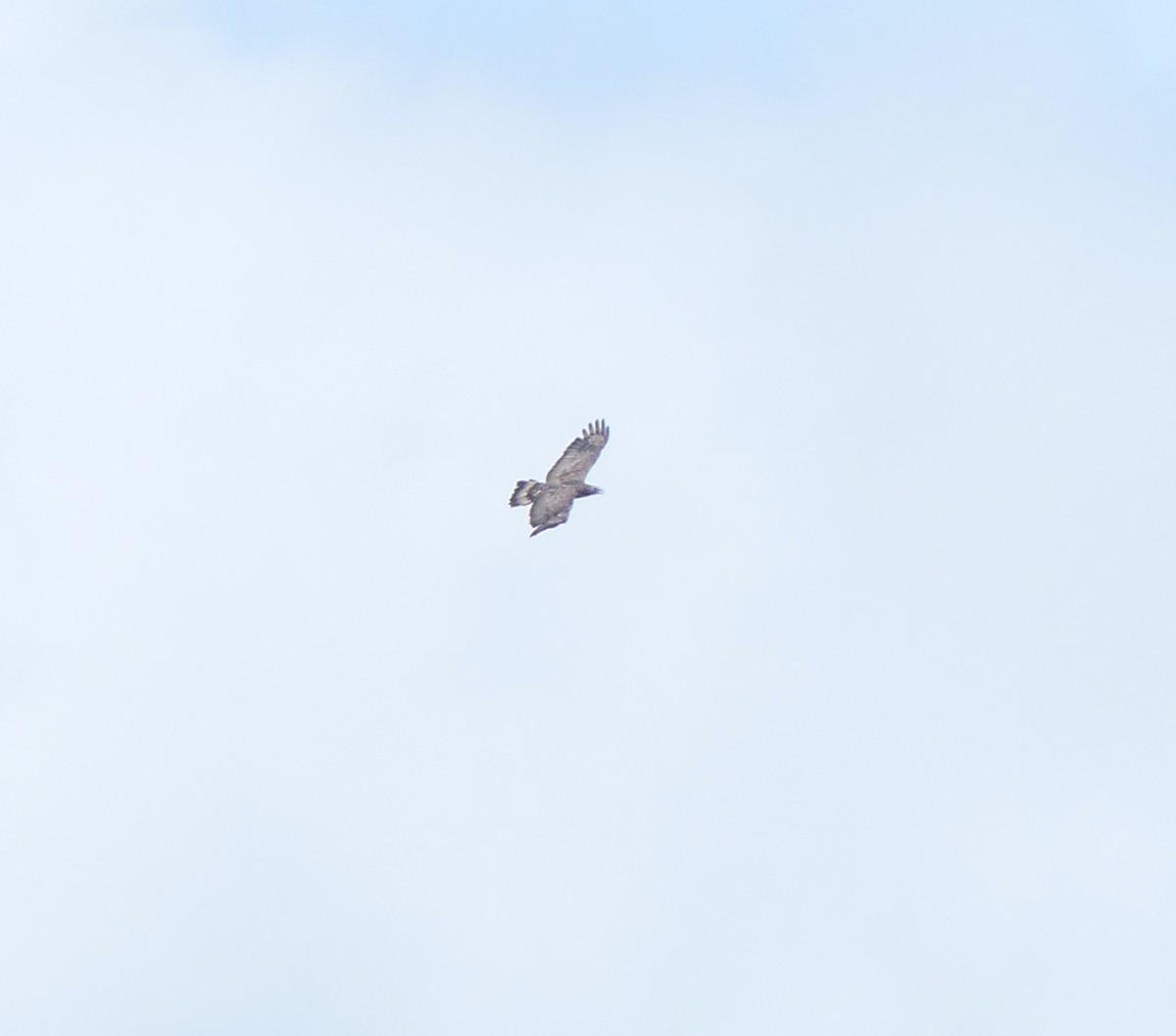 Oriental Honey-buzzard - ML642897853
