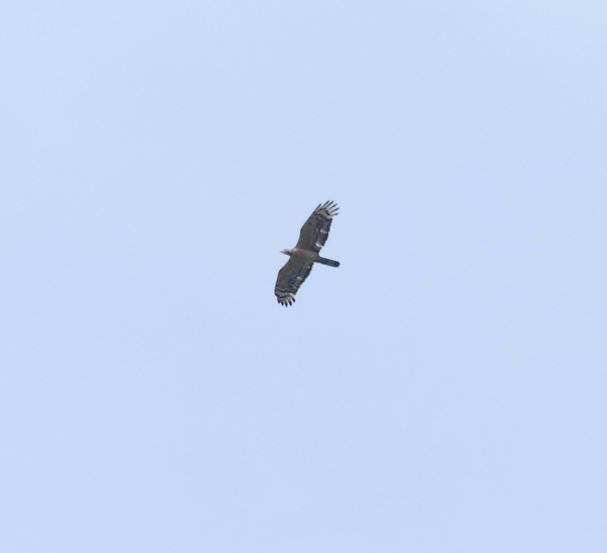 Oriental Honey-buzzard - ML642897854