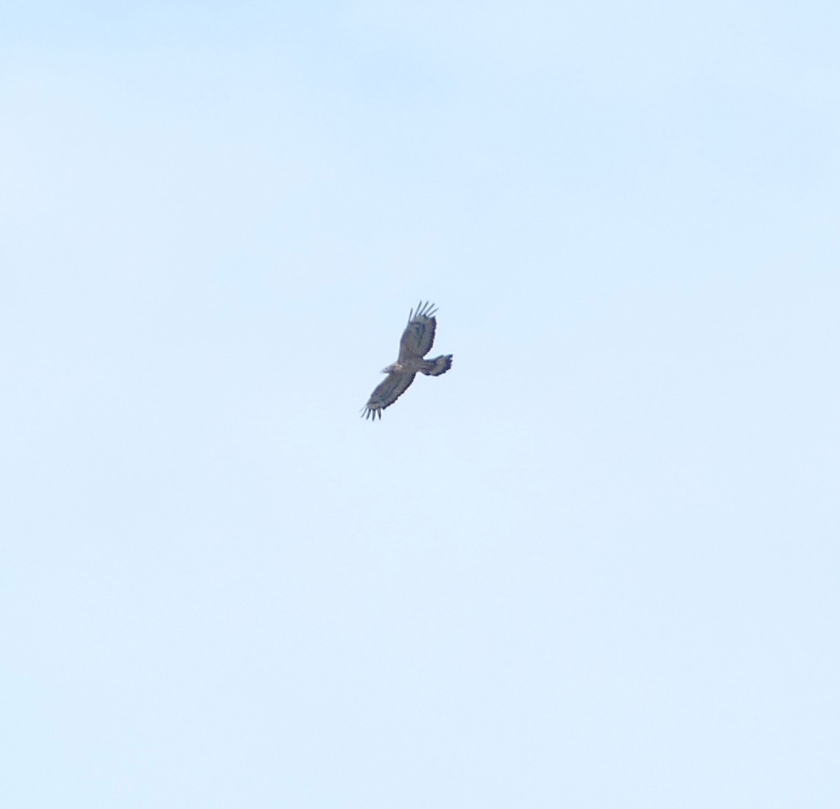 Oriental Honey-buzzard - ML642897855