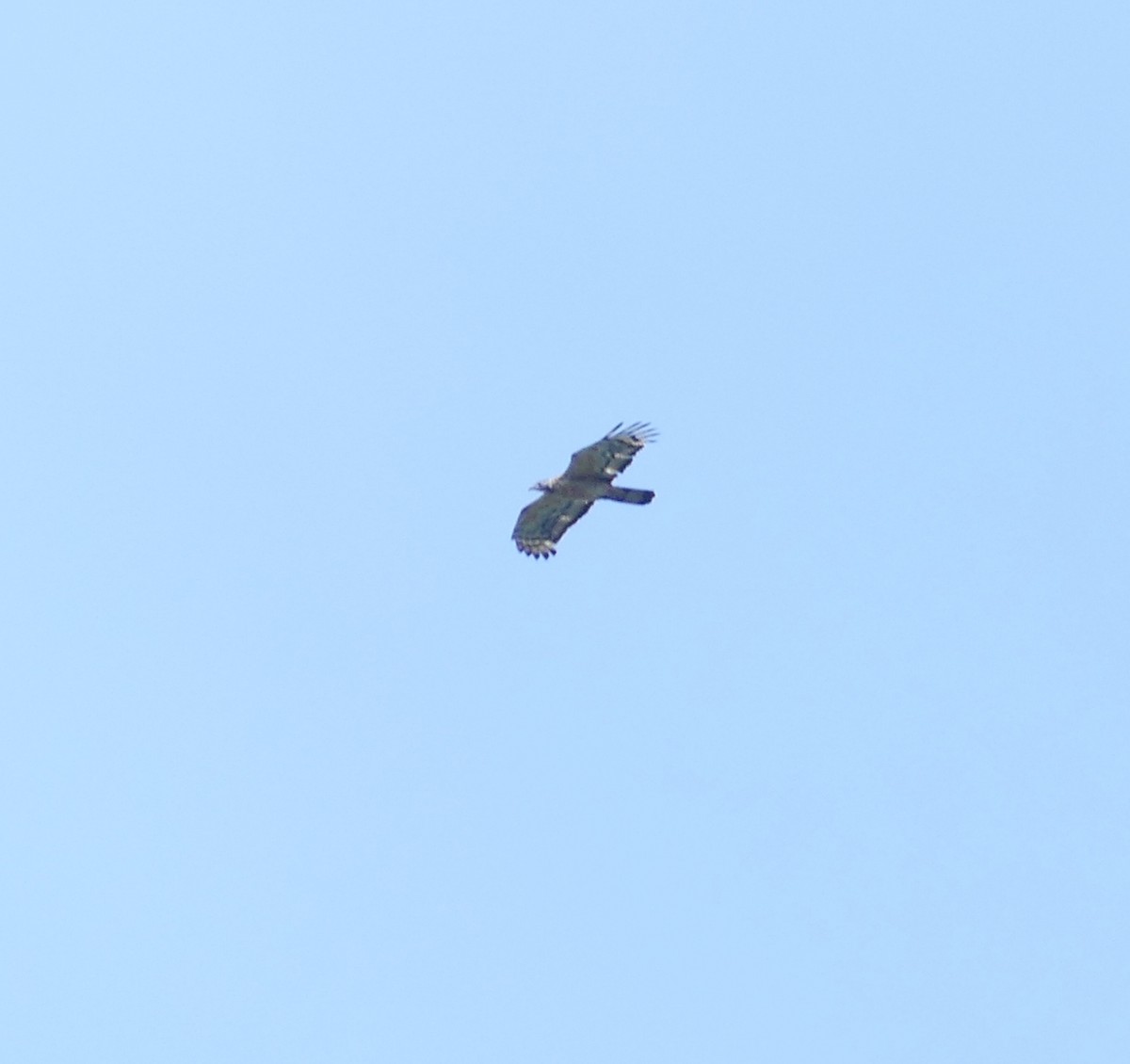 Oriental Honey-buzzard - ML642897856