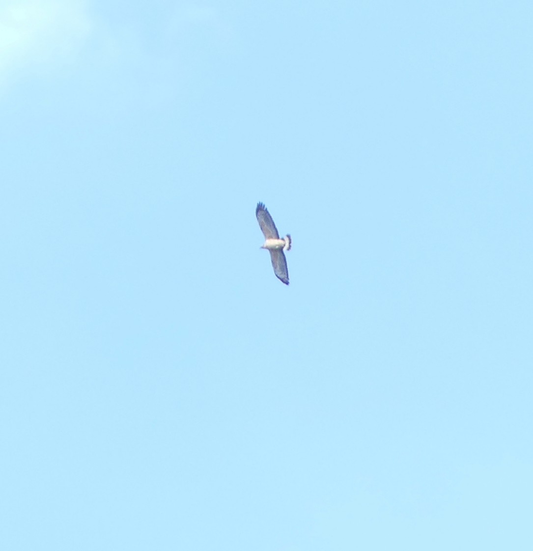 Oriental Honey-buzzard - ML642897857