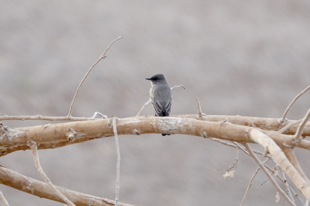 Say's Phoebe - ML642897858