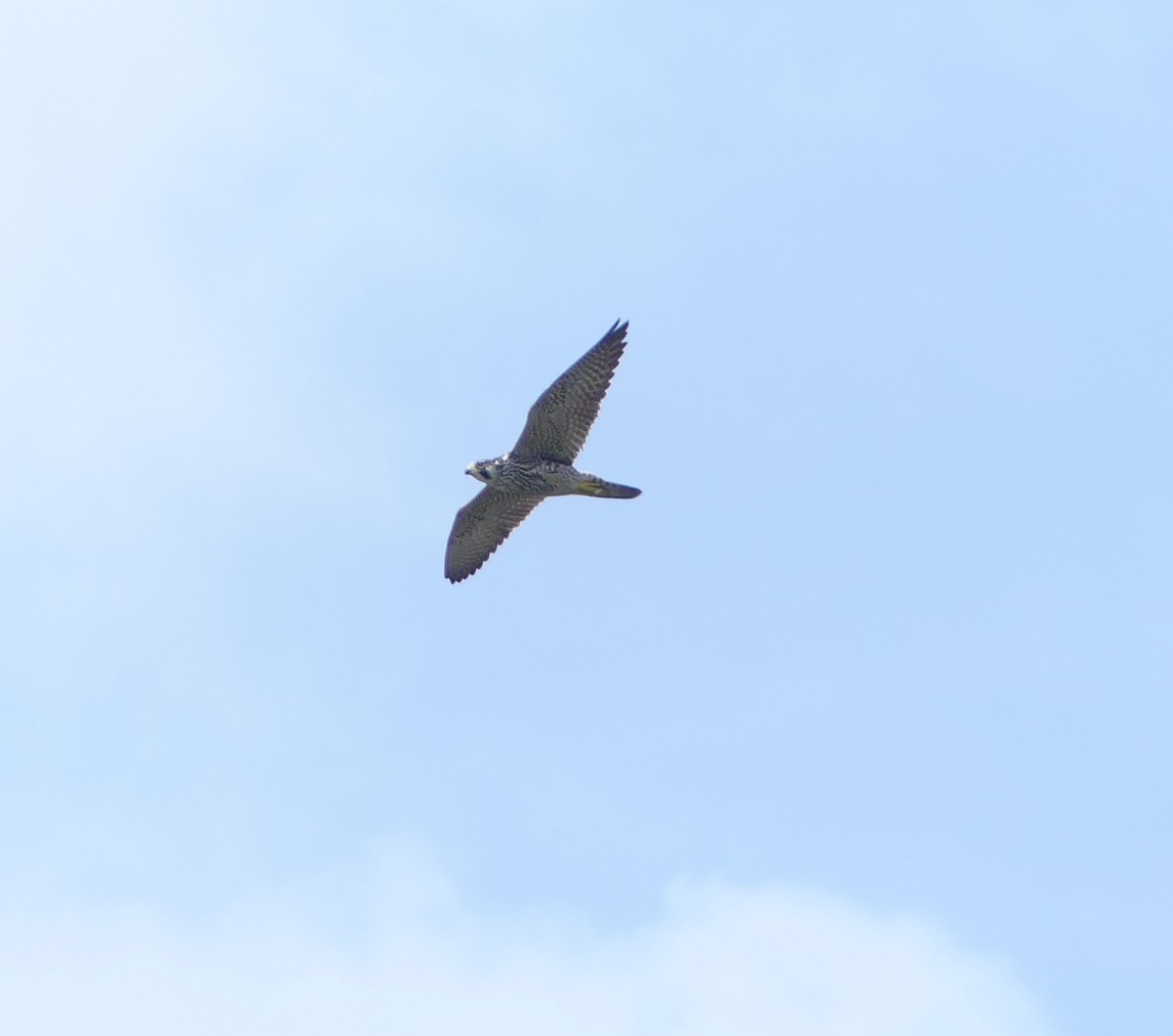 Peregrine Falcon - ML642897859