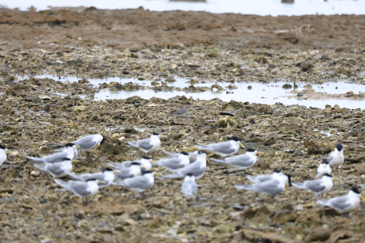 Great Crested Tern - ML642897860