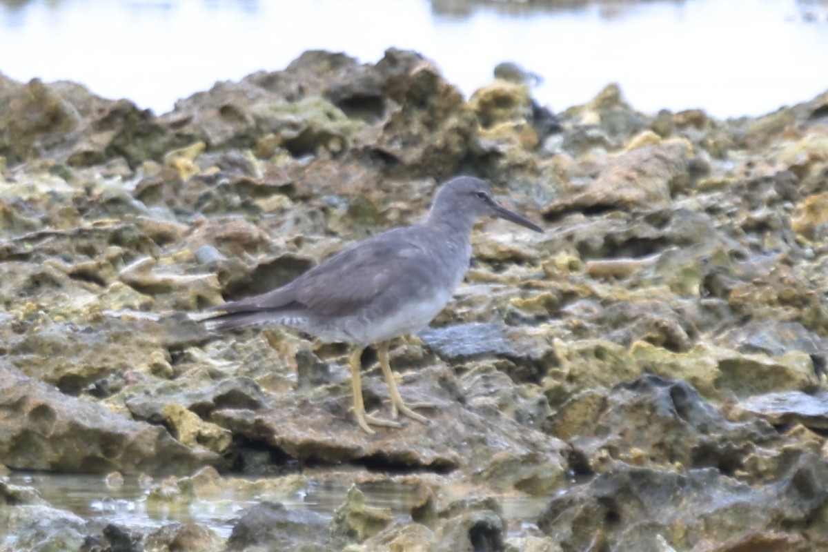 Wandering Tattler - ML642897861