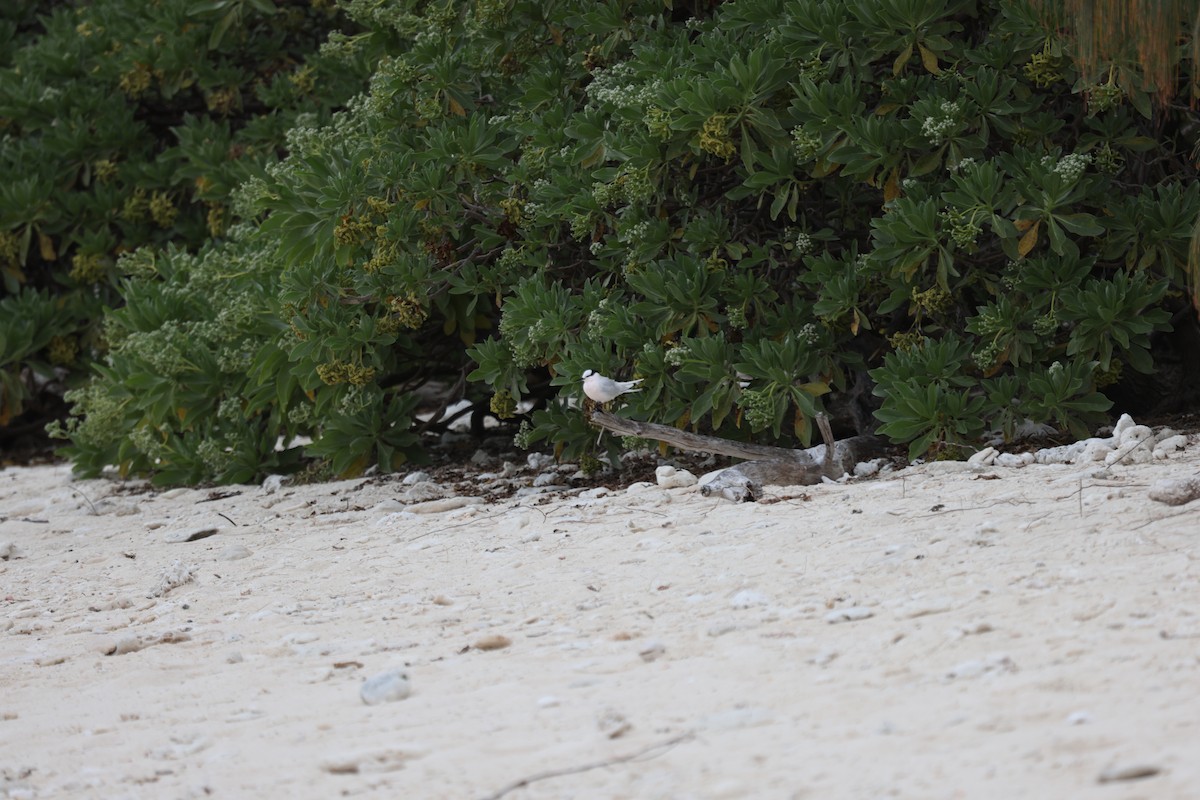 Black-naped Tern - ML642897862