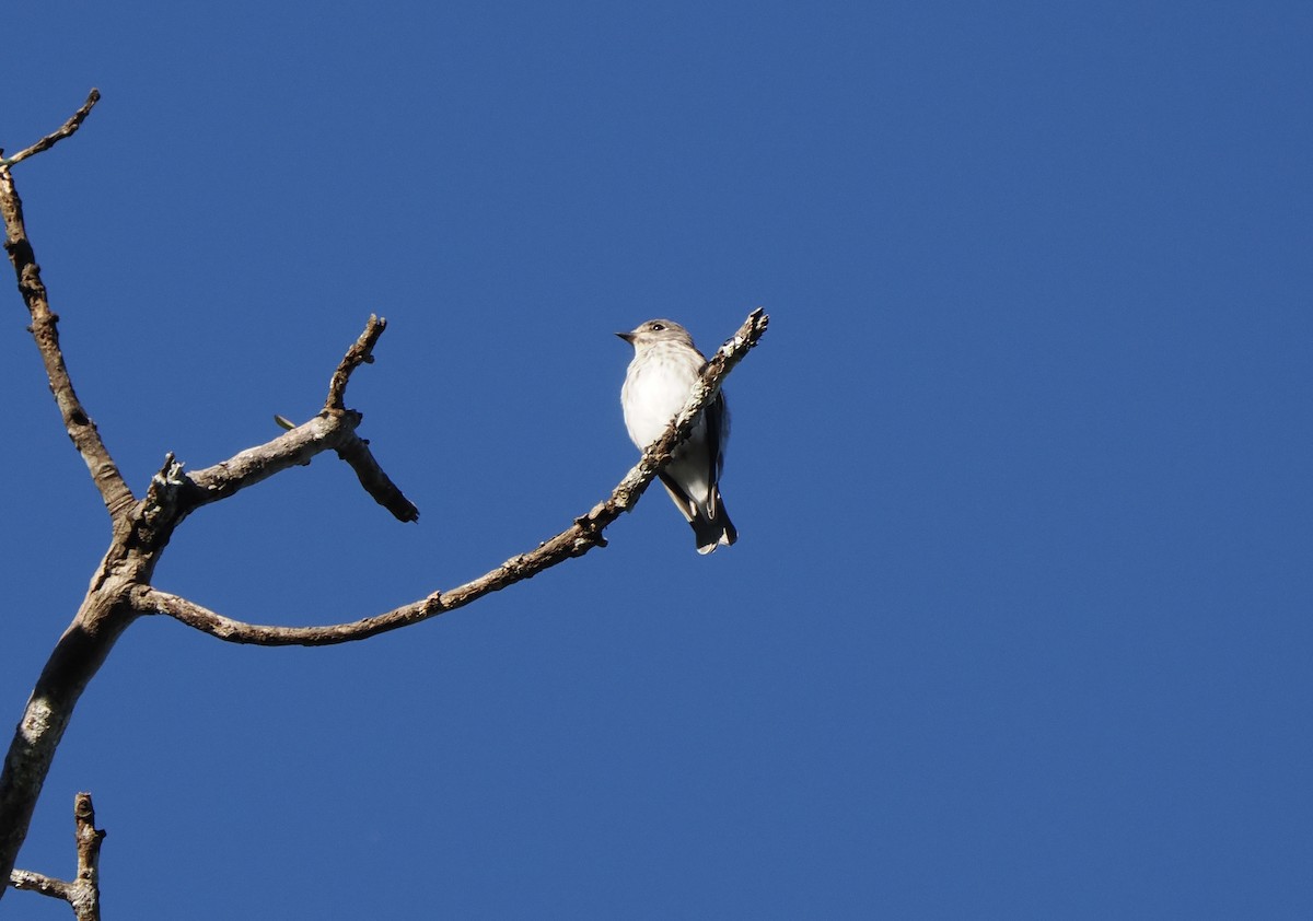 Gray-streaked Flycatcher - ML642897863