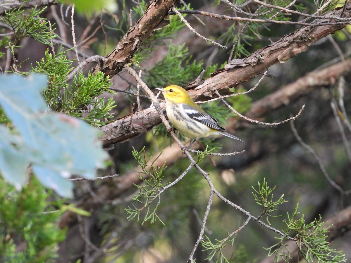 Black-throated Green Warbler - ML642897864
