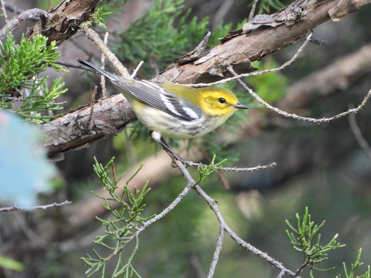 Black-throated Green Warbler - ML642897865