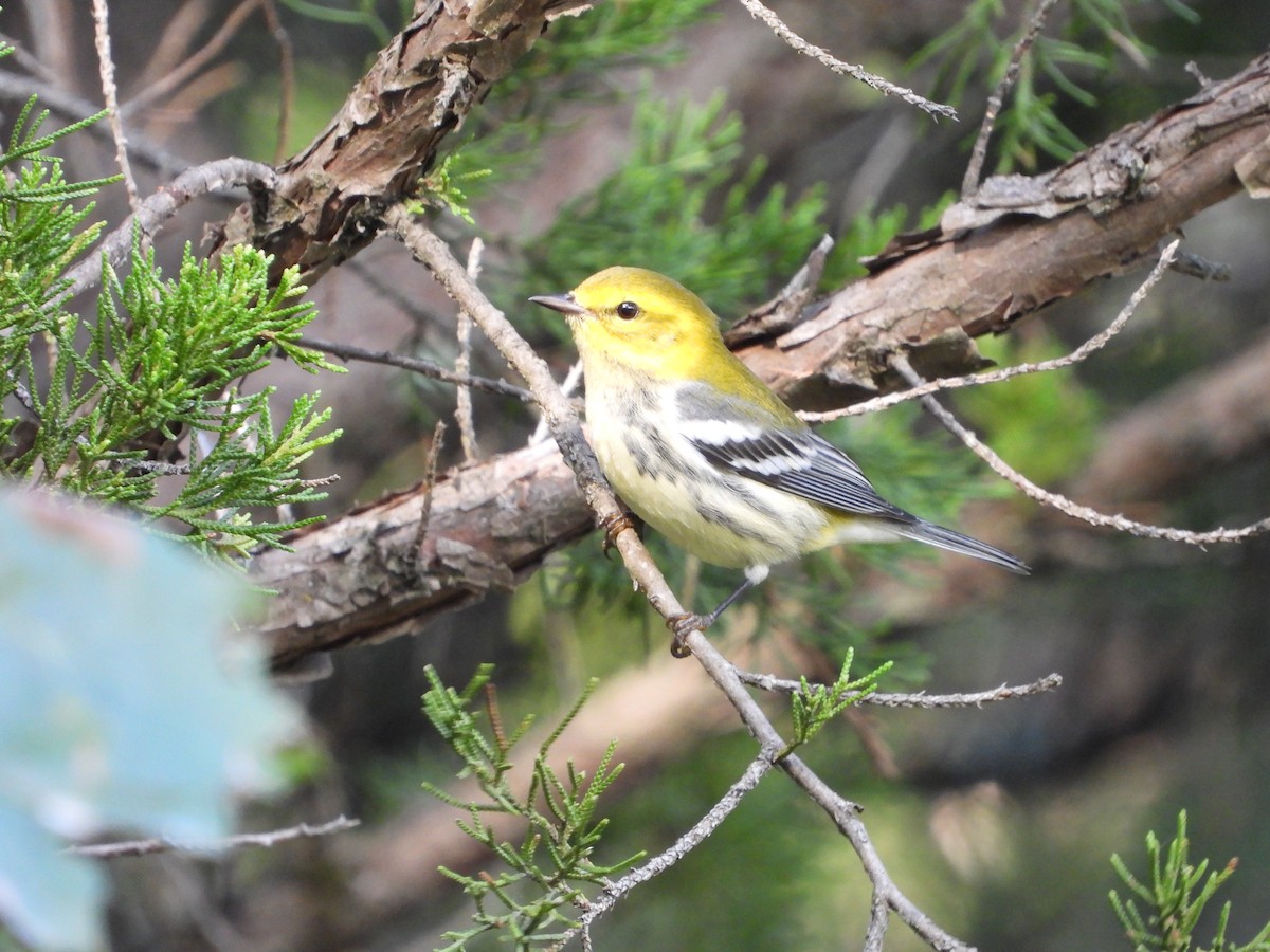 Black-throated Green Warbler - ML642897866