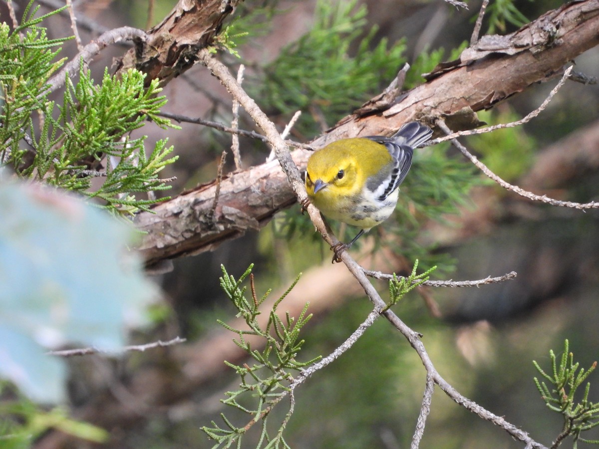 Black-throated Green Warbler - ML642897867