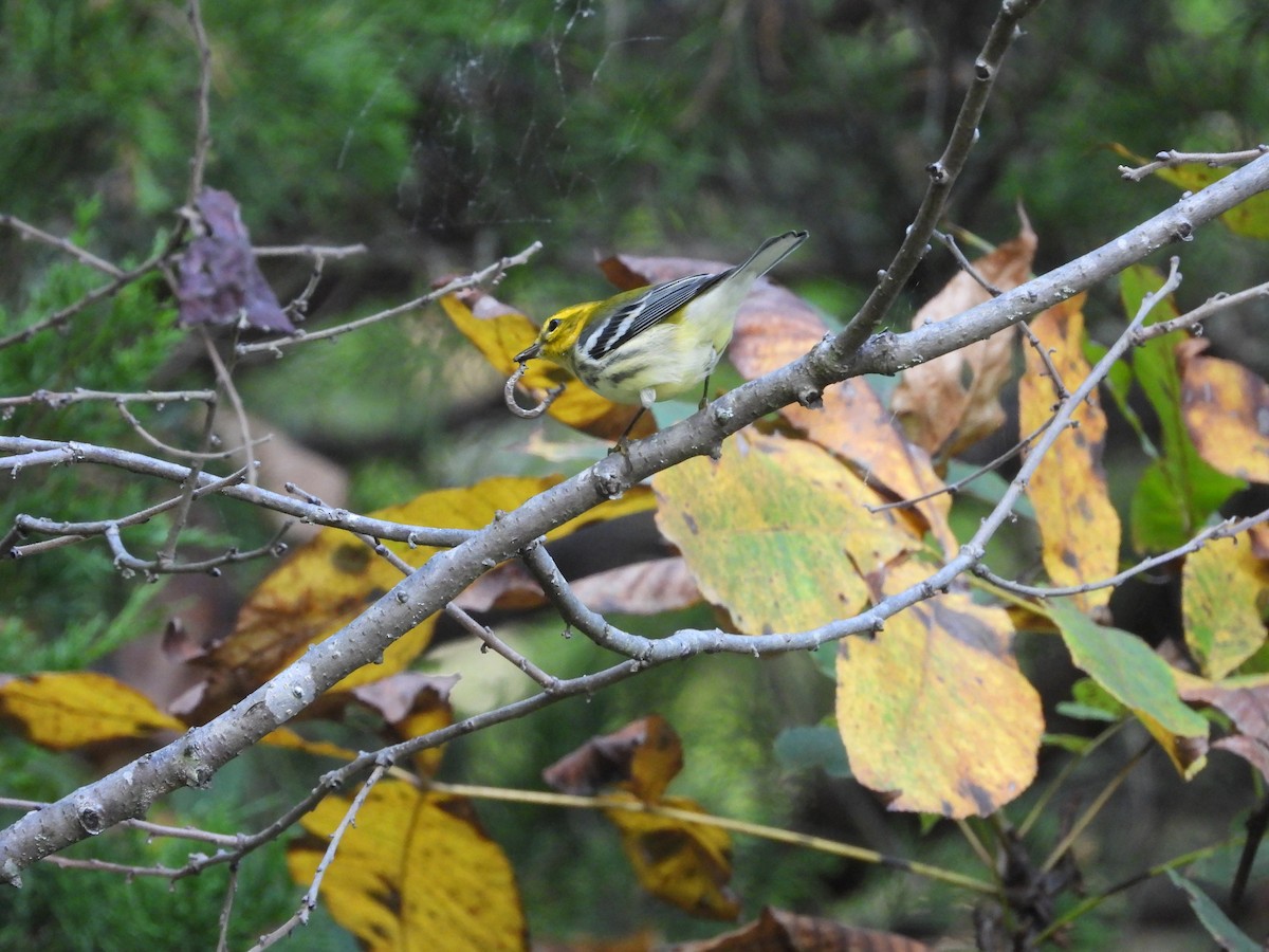Black-throated Green Warbler - ML642897868