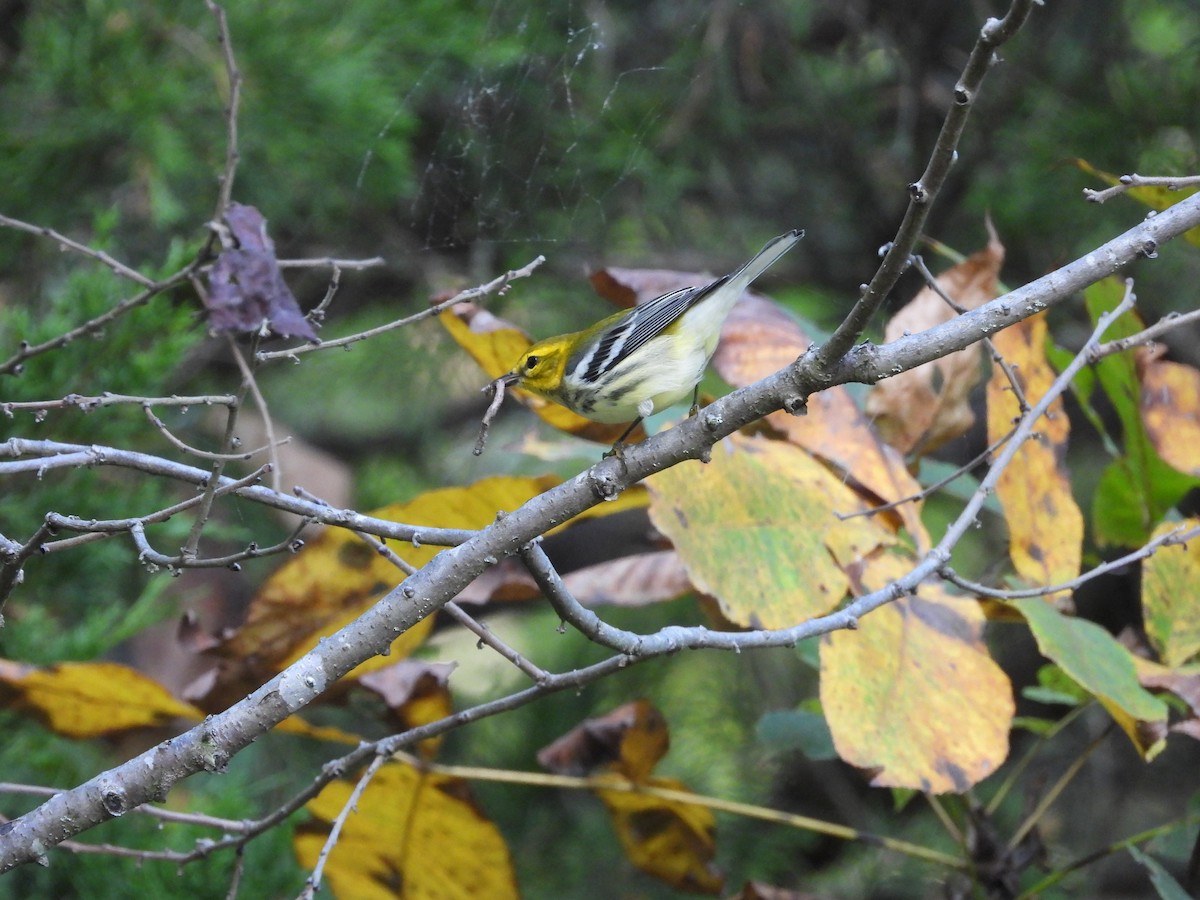 Black-throated Green Warbler - ML642897869