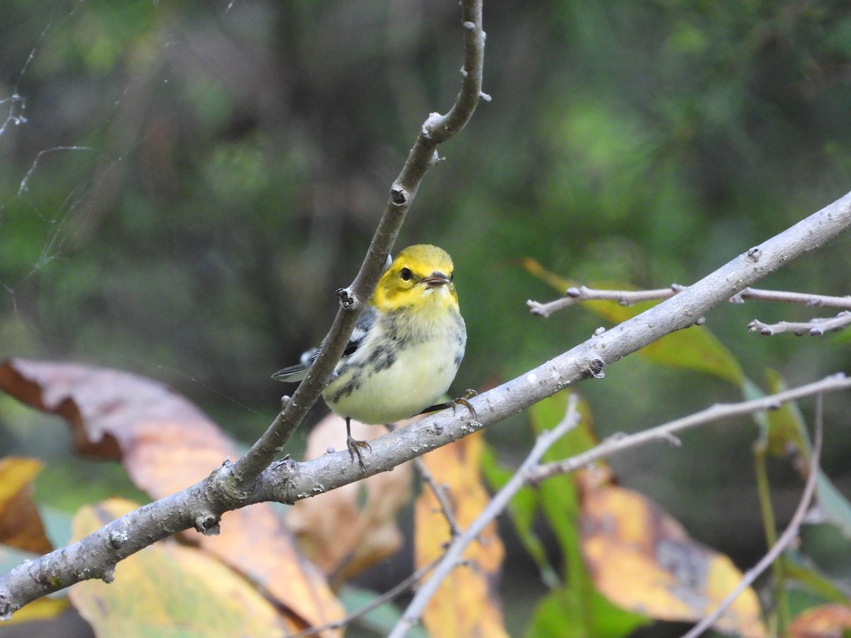 Black-throated Green Warbler - ML642897870