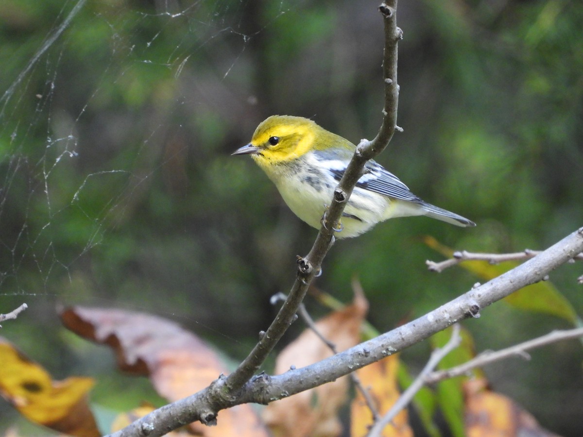 Black-throated Green Warbler - ML642897871