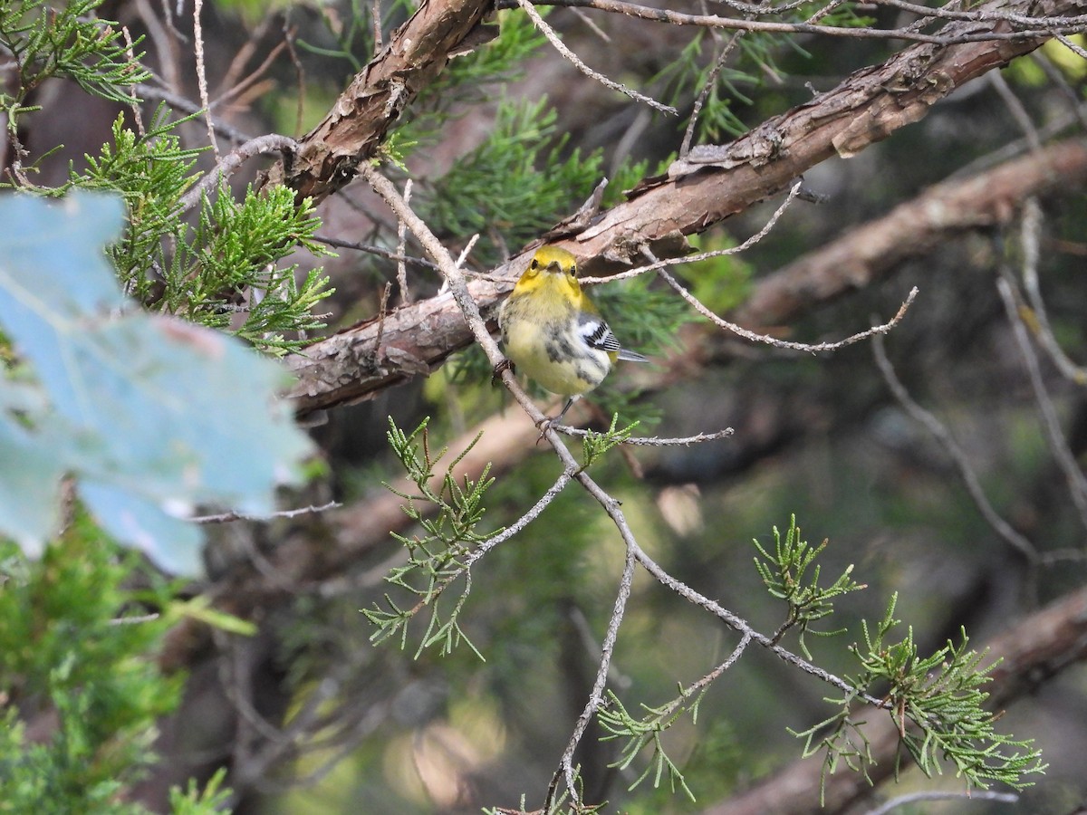 Black-throated Green Warbler - ML642897872
