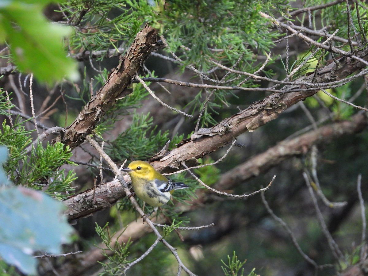 Black-throated Green Warbler - ML642897873