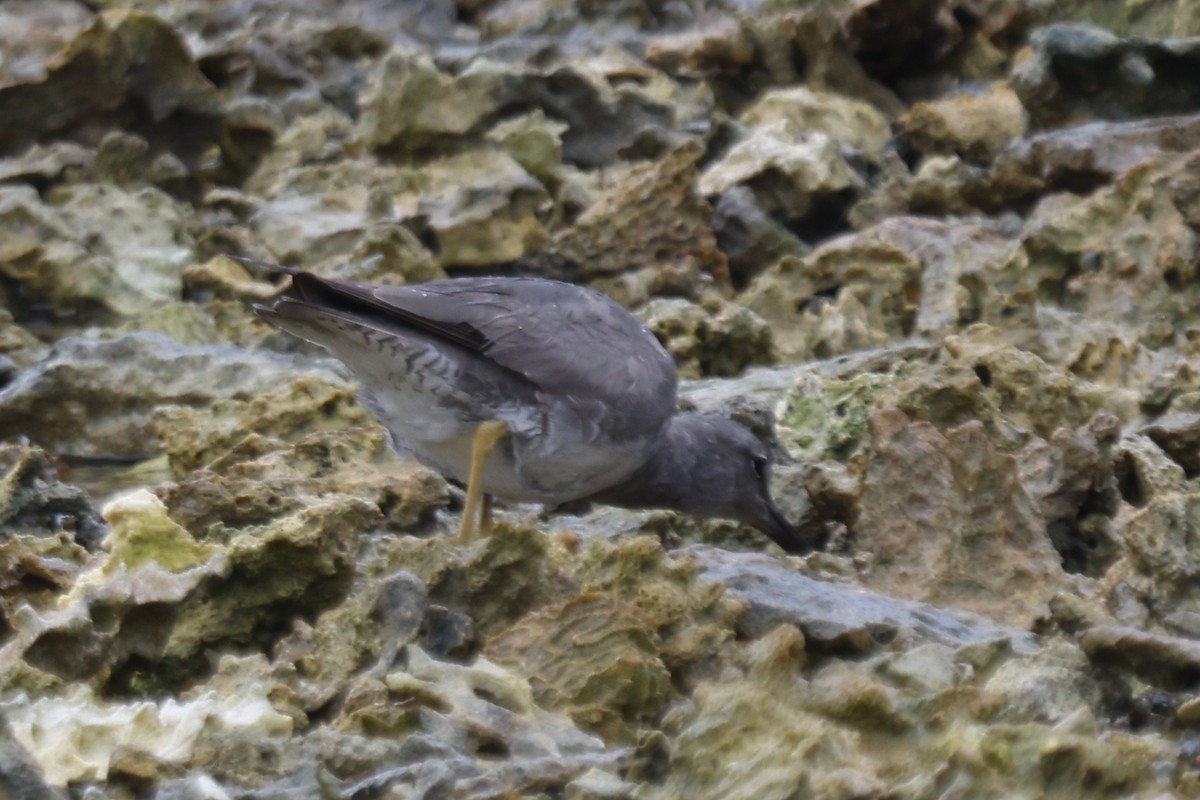 Wandering Tattler - ML642897875