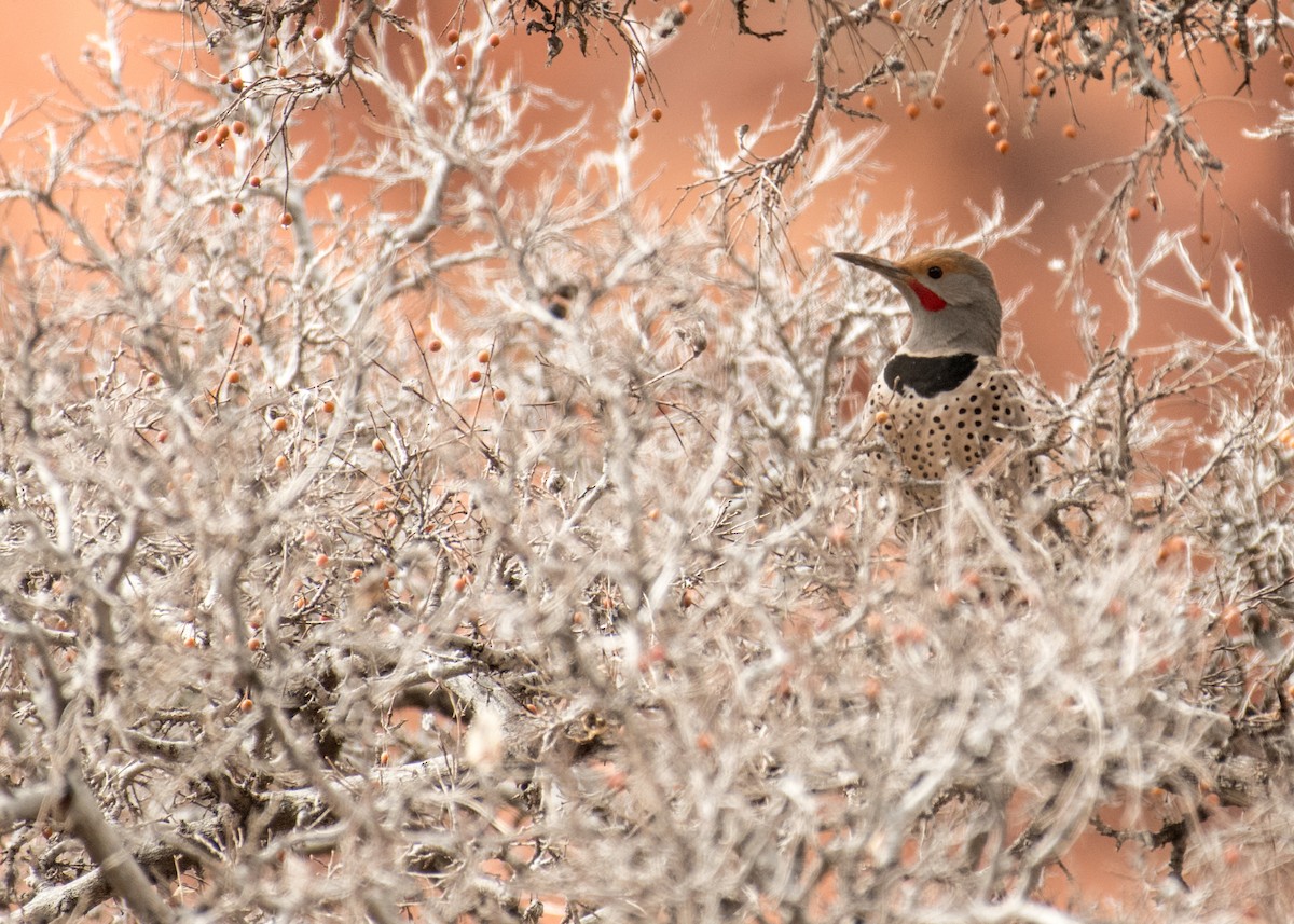 Northern Flicker - ML642897879