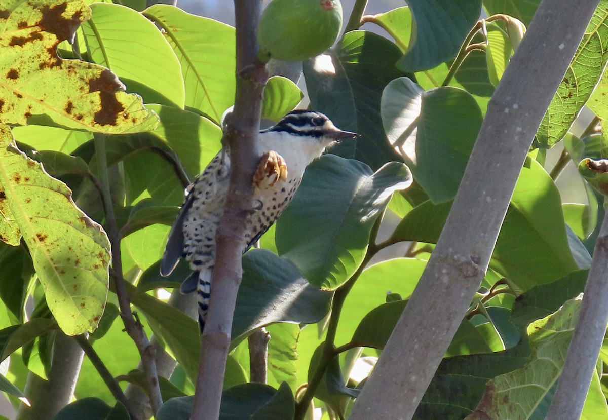 Nuttall's Woodpecker - ML642897880