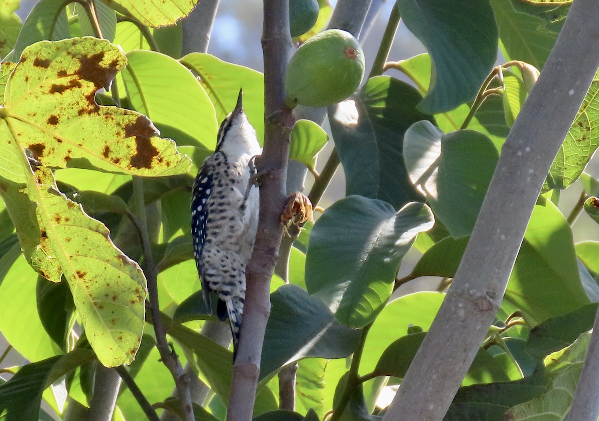 Nuttall's Woodpecker - ML642897891