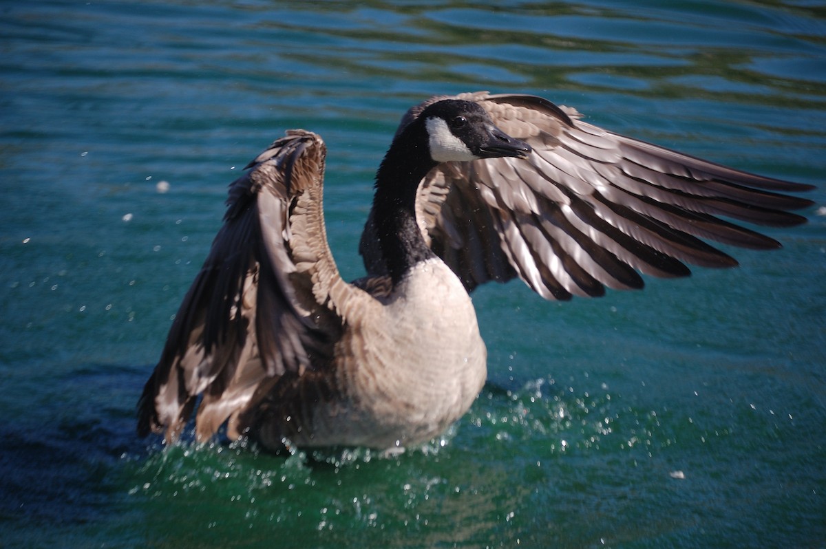 Canada Goose - ML642897922
