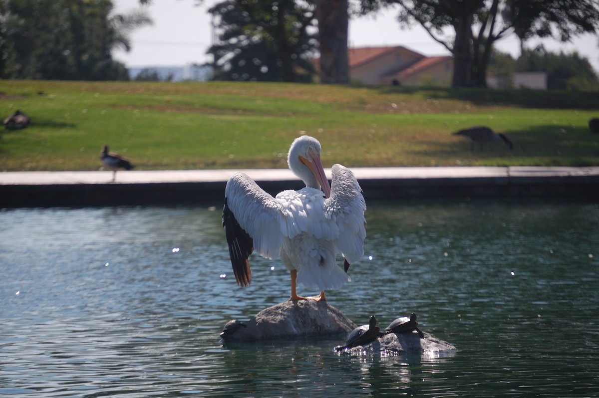 American White Pelican - ML642897929