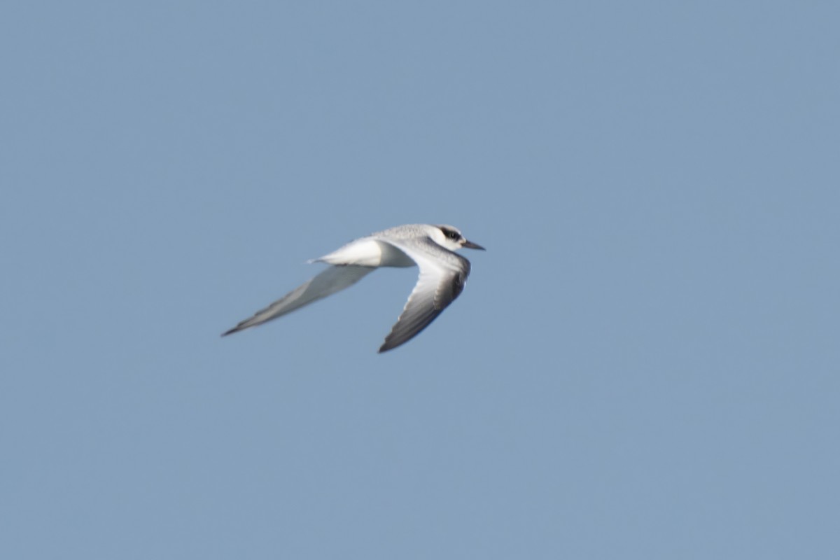 Forster's Tern - ML642897933