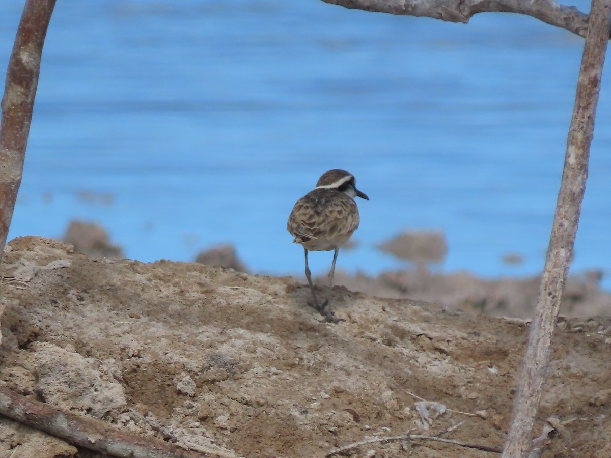 Kittlitz's Plover - ML642897934