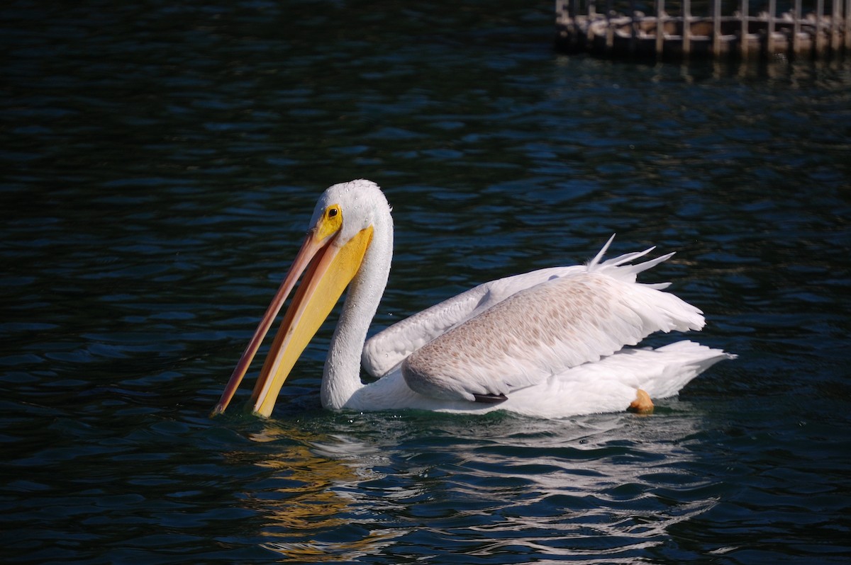 American White Pelican - ML642897935