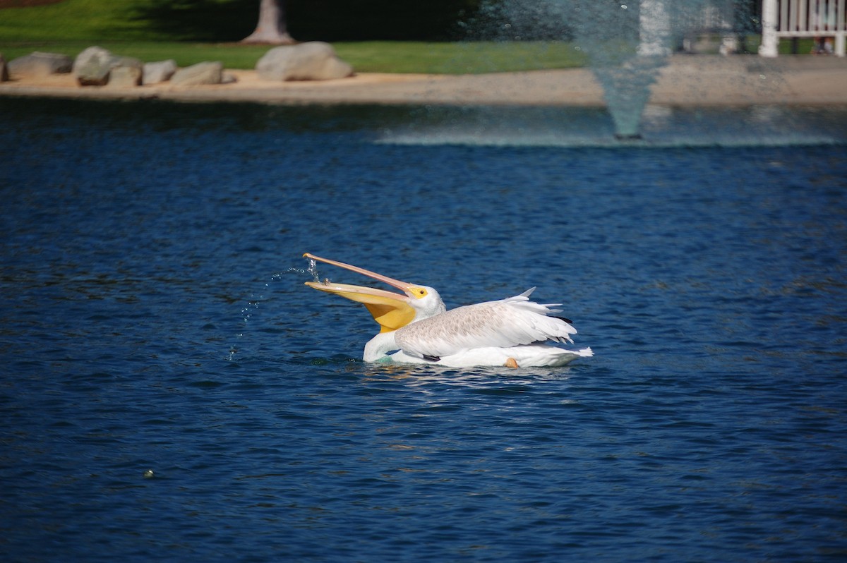 American White Pelican - ML642897936