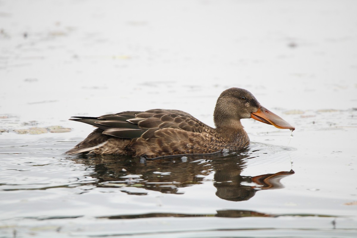 Northern Shoveler - ML642897949