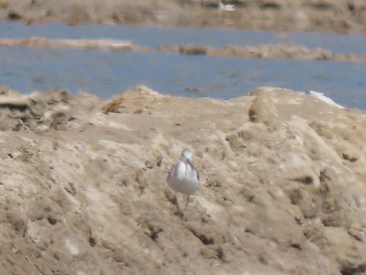 Common Greenshank - ML642897950