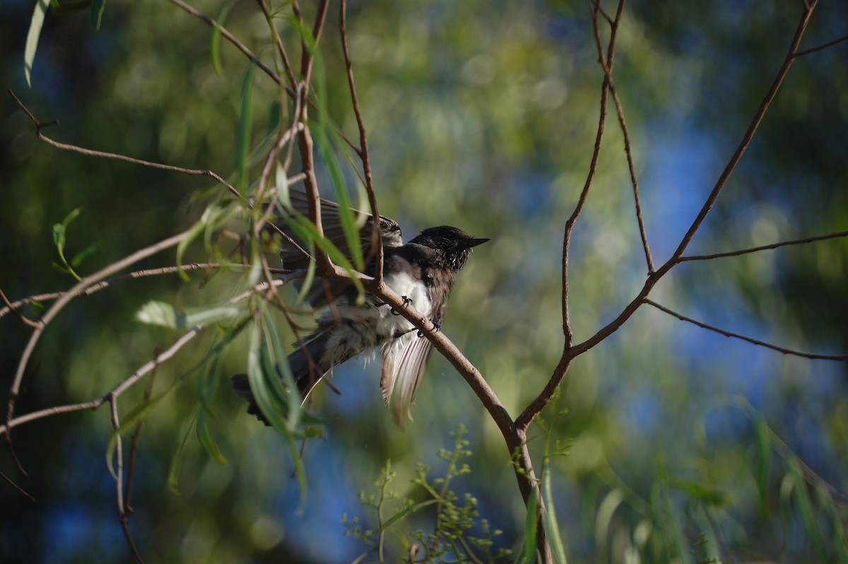 Black Phoebe - ML642897952