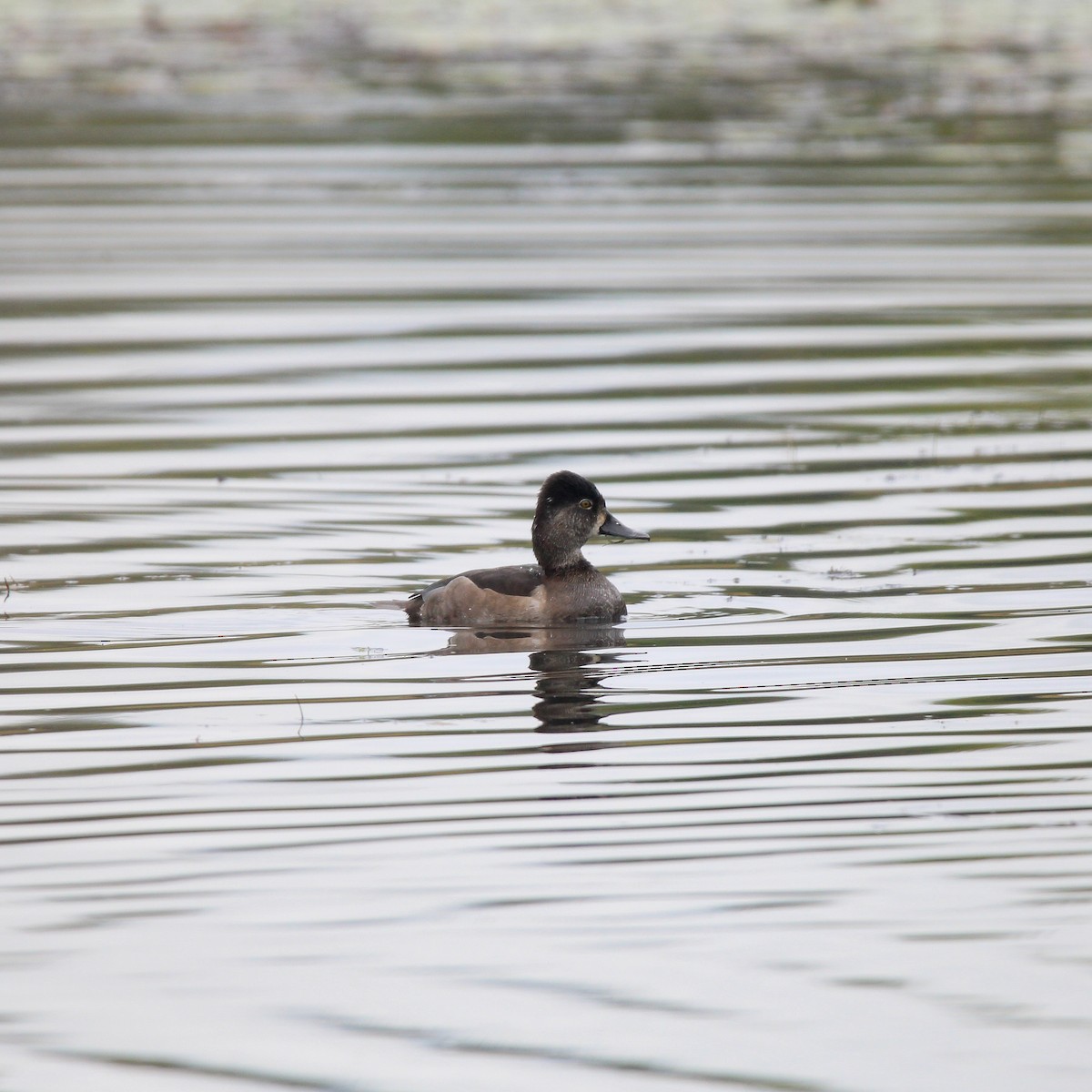 Ring-necked Duck - ML642897954