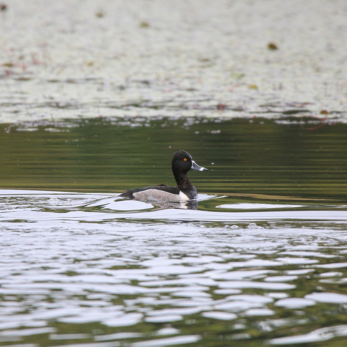 Ring-necked Duck - ML642897955