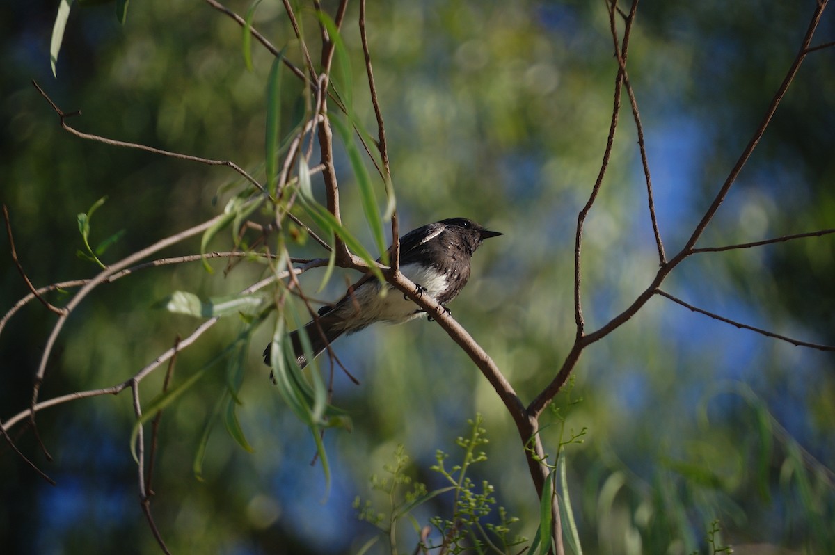 Black Phoebe - ML642897956