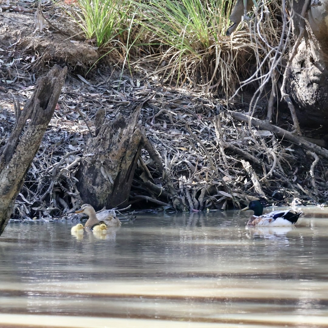 Mallard x Pacific Black Duck (hybrid) - ML642897957